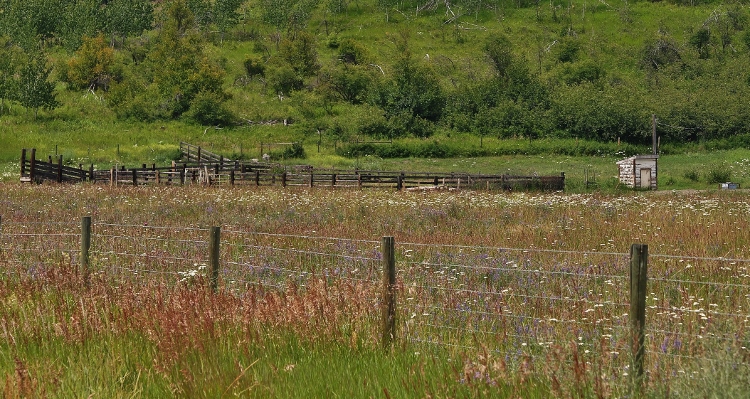 field of wildflowers
